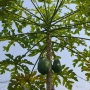 Rahasia Berkebun di Tengah Kota, Belajar dari Tani Kota Sejati-58 Kebagusan