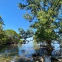 Bagaimana Mangrove Membantu Nelayan Kuri Caddi Bertahan di Tengah Cuaca Ekstrem?