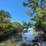 Mangrove Indonesia Terus Menyusut, Bagaimana Menjaganya agar Ekonomi Biru Tetap Tumbuh?