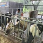 Dari Susu Jadi Yogurt Berkualitas, Transformasi Peternak Karanglo Naik Kelas Bersama BRI