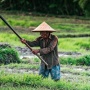 Negara Agraris Tanpa Regenerasi Petani, Sampai Kapan?