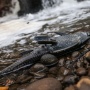 Sungai Cileungsi Tercemar Limbah, Kualitas Air Lampaui Baku Mutu
