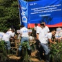 Dukung Penyerapan Blue Carbon dan Berdayakan Masyarakat, BTN Tanam 10.000 Mangrove di Kuta Bali