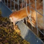 Bisakah "Apartemen Ayam-Maggot" Menjadi Solusi Sampah Organik di Kota?