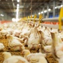 Mandipping hingga Musik Klasik 24 Jam: Menyusuri Jejak Ayam Krispy McD di Padahanten Farm