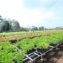 Sudah Dibangun Sejak 2023, Sejauh Mana Bibit Sriwijaya Kemampo Pulihkan Hutan Sumsel?