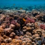 Menumbuhkan Rimba Bawah Laut: Perjuangan Sunyi Nyoman Nadiana dari Desa Les