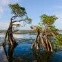 Hutan Bakau Dunia Tambah 2.000 kilometer Persegi Sejak 2010, Mampukah Kurangi Ancaman Krisis Iklim?