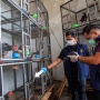 Tanpa Dokumen, 51 Ayam Bangkok Asal Malaysia Disita