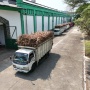 Petani Tebu Tetap Raih Cuan, Hasil Panennya Diserap Pabrik Gula