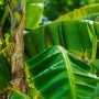 Tak Sekadar Limbah, Pelepah Pisang Ternyata Bisa Diolah Jadi Bioplastik Bikin Daging Lebih Awet