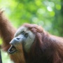 Populasi Orang Utan Sumatra Menurun, Peneliti Dorong Status Darurat Konservasi