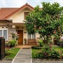 Efek Samping Menanam Pohon Jambu di Depan Rumah Menurut Feng Shui