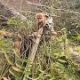 Viral Kuskus Waigeo di Atas Pohon Tumbang: Saat Hutan Habitat Satwa Endemik Papua Menyusut