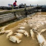 Sungai Batanghari Terdampak Kemarau, Ribuan Ton Ikan Keramba Mati