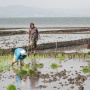 Surut Saat Kemarau, Waduk Gajah Mungkur Disulap Jadi Ladang Padi