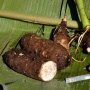 Kimpul Mendadak Viral, Benarkah Umbi Lokal Ini Lebih Sehat dari Nasi?