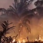 Kalimantan Belum Selesai, Karhutla Kini Kepung Papua Tengah: Api Makin Meluas