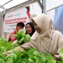 Teknologi Hidroponik Dibawa ke Bekasi, Ibu Muda Dibekali Skill Bisnis Digital