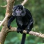 Mengapa Satwa Endemik Indonesia Tak Bernasib seperti Panda China?