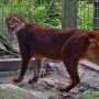 Kucing Merah di Ujung Tanduk: Hutan Kalimantan Terus Kehilangan Penghuninya