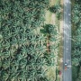 Karhutla Membara, Saham Sawit Melonjak: Kebetulan atau Pertanda?