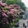 Rahasia di Balik Tabebuya Jakarta yang Mekar Saat Cuaca Terik