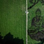 Menikmati Karya Sang Buddha dari Hamparan Sawah Semarang