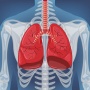 6 Sistem Pernapasan Manusia Organ dan Cara Kerjanya
