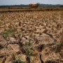 1.354 Hektare Sawah Bekasi Dilanda Kekeringan