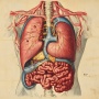 9 Sistem Pencernaan Manusia Organ dan Fungsinya