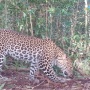 Kabar Baik dari Halimun Salak! 51 Macan Tutul Jawa Buktikan Alam dan Manusia Bisa Berbagi Ruang