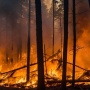 Kondisi Terkini ASEAN Jadi Korban Kebakaran Hutan Kalimantan 3 September 2026, Separah Apa?