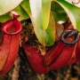 Bagaimana Tanaman Kantong Semar Mendapatkan Nutrisinya? Ini Penjelasannya