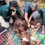 Usai Gibran Tengok Orangutan, Aktivis Minta Langkah Konkret Lindungi Habitat Satwa dari Karhutla