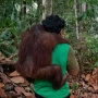 Karhutla Hancurkan 60 Persen Habitat Orang Utan Kalimantan