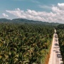 Sawit Bisa Dipanen dalam Hitungan Tahun, Hutan Butuh Generasi untuk Kembali