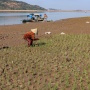 Waduk Bili-Bili Mengering, Petani Sulap Lahan Genangan Jadi Sawah