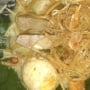 Lontong Medan: Kuliner "Ramai" yang Bikin Rindu, Wajib Ada Mi!