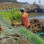 Dari Laut Sulawesi untuk Dunia: Perjalanan Rumput Laut Indonesia Menuju Material Masa Depan