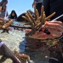 Menjaga Keindahan Laut Labuan Bajo, Ketika Terumbu Karang Jadi Harapan Masyarakat Pulau Messah