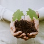 Tanam Pohon Setelah Menebang Hutan: Solusi atau Pencitraan?