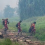 100 Satwa Dievakuasi dari Lokasi Karhutla, Ular hingga Biawak dan Ada yang Mati