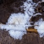 Mengurangi Limbah Styrofoam dengan Jamur, Bisakah Mushfoam Jadi Alternatif Kemasan?