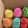 Di Balik Lucunya Anak Ayam Warna-warni: Nyawa Rentan yang Dijadikan Mainan Murah