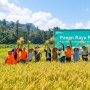 Petani Milenial di Pulau Obi Panen 8,3 Ton Padi per Hektare