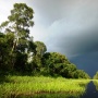 Manfaat Ekosistem Gambut dan Peran Karbon untuk Satwa dan Manusia