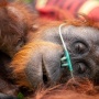 Karhutla Ancam Satu Generasi Satwa Liar, Orang Utan hingga Bekantan Kehilangan Habitat