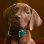 Selesai Syuting, Serial Live Action Scooby-Doo Siap Tayang 2027 di Netflix!