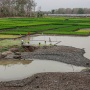Debit Air Menyusut, Waduk Saradan Disulap Jadi Lahan Padi